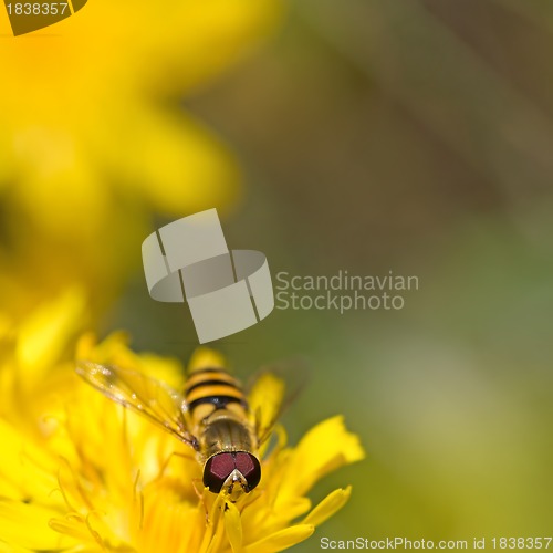 Image of Hoverfly on Dandelion