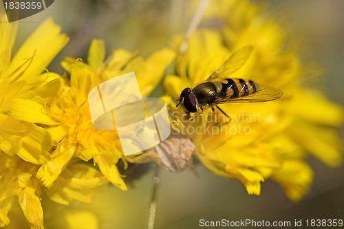 Image of Hoverfly on Dandelion