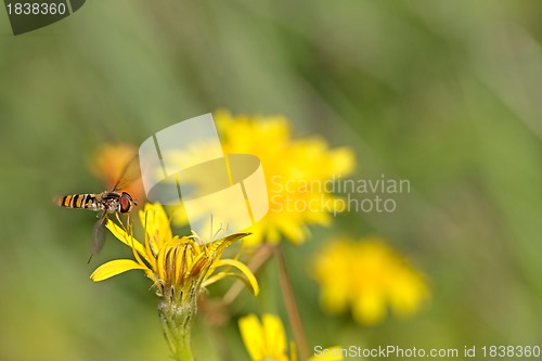 Image of Hoverfly on Dandelion