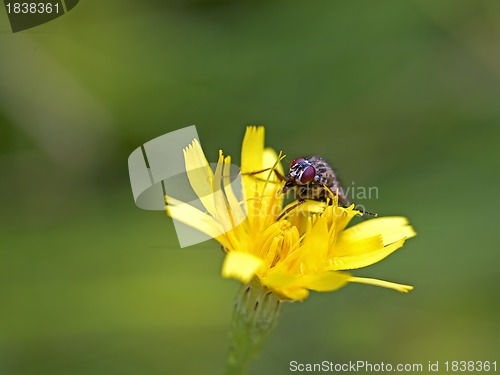 Image of Fly on Dandelion