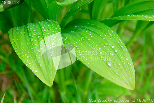 Image of leaves of wild garlic