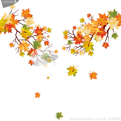 Image of Autumn maple