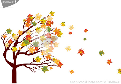 Image of Autumn maple