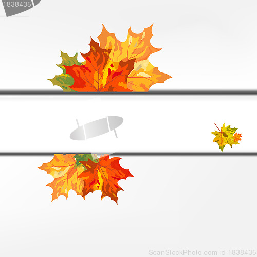 Image of Autumn maple