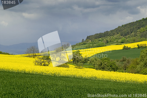 Image of Rape fields