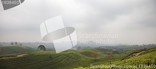 Image of Tea plantation landscape in Indonesia