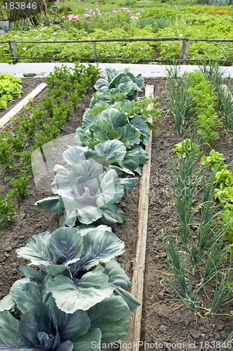 Image of Red cabbage 01