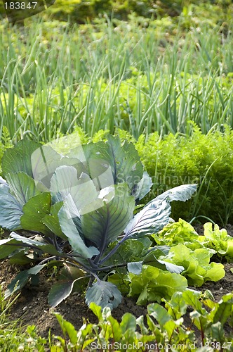 Image of Red cabbage 02