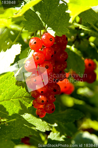 Image of Red currant