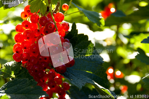 Image of Red currant