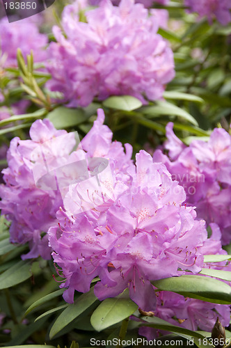 Image of Rhodedendron