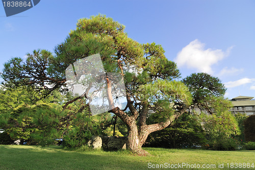 Image of scenic pine tree