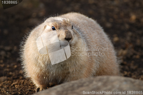 Image of prairie dog