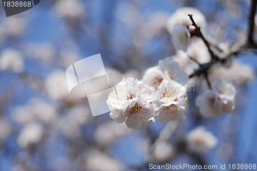 Image of blossom cherry