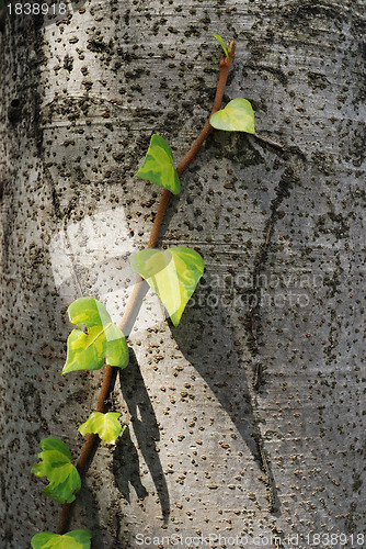 Image of  ivy shoot
