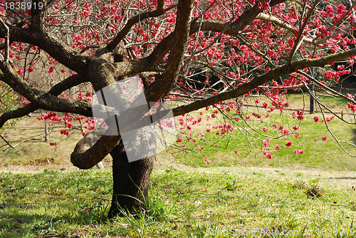 Image of blossom plum tree