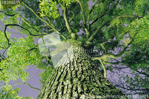 Image of giant camphor tree