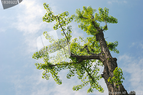 Image of Ginkgo tree