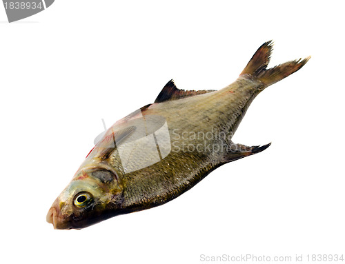 Image of Bream fish after fishing isolated on white 