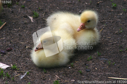 Image of Goslings