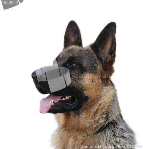 Image of German shepherd dog