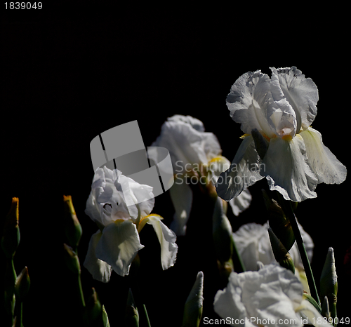 Image of White irises with buds