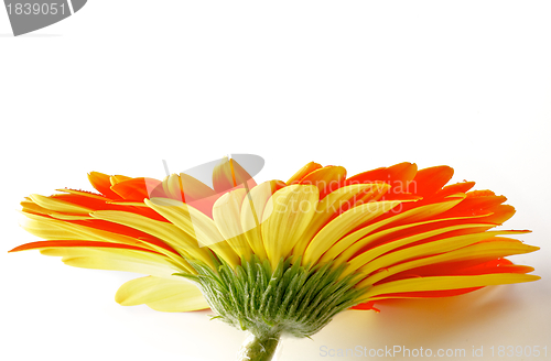 Image of Orange Gerbera with Water Droplets  