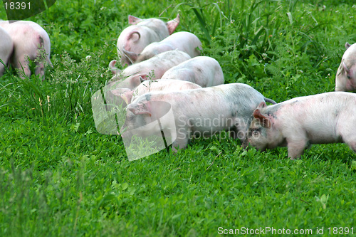 Image of Piglets