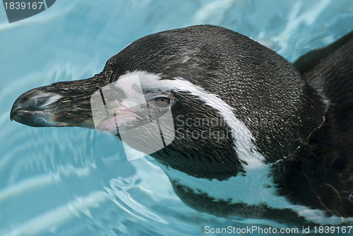 Image of Magellanic Penguin