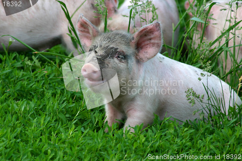 Image of Piglet