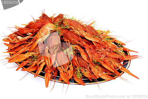 Image of Crayfish cooked in dill arranged on a tray