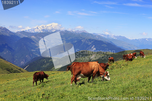 Image of Cows grazing