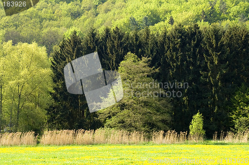 Image of Springtime trees