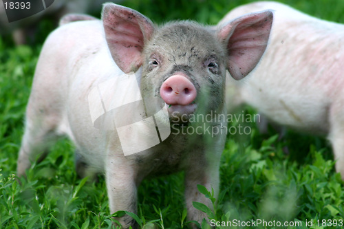 Image of Piglet