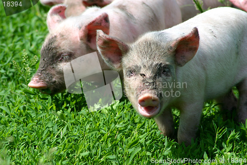 Image of Piglets