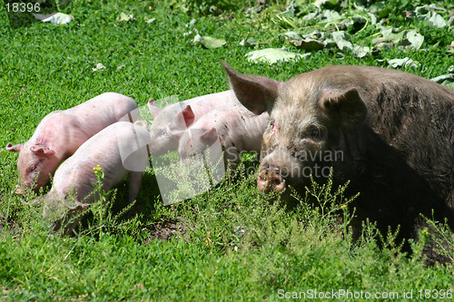 Image of Pig with piglets