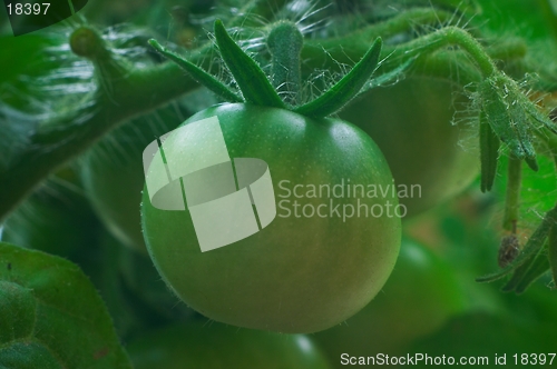 Image of Green tomatoes