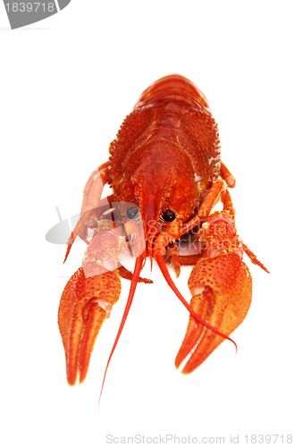 Image of Crayfish