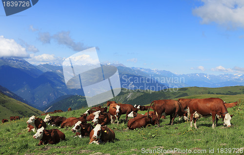 Image of Cows grazing