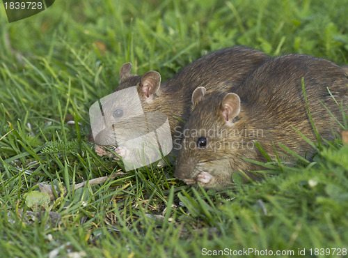 Image of Brown rat