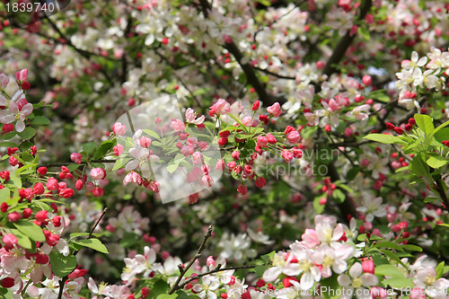 Image of Natural background