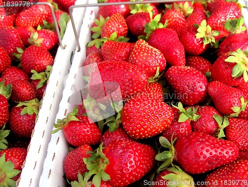 Image of Boxes of fresh picked strawberries