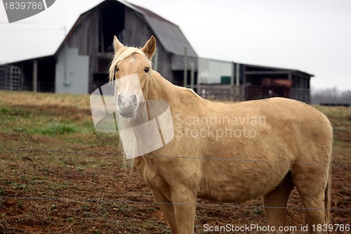 Image of Palomenio horse and barn