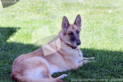 Image of Beautiful German Sheppard dog outside