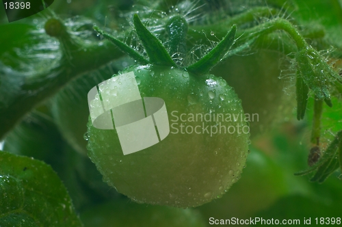 Image of Green tomatoes