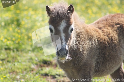 Image of Beautiful colt