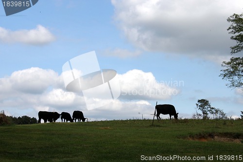 Image of Cows on the hill agaist tge sky