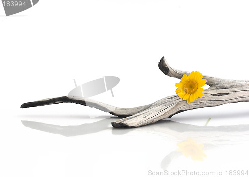 Image of Wooden piece with a yellow flower