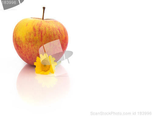 Image of Red Apple with flowers and reflection