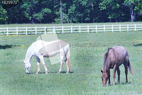 Image of Two horses grazing in the field